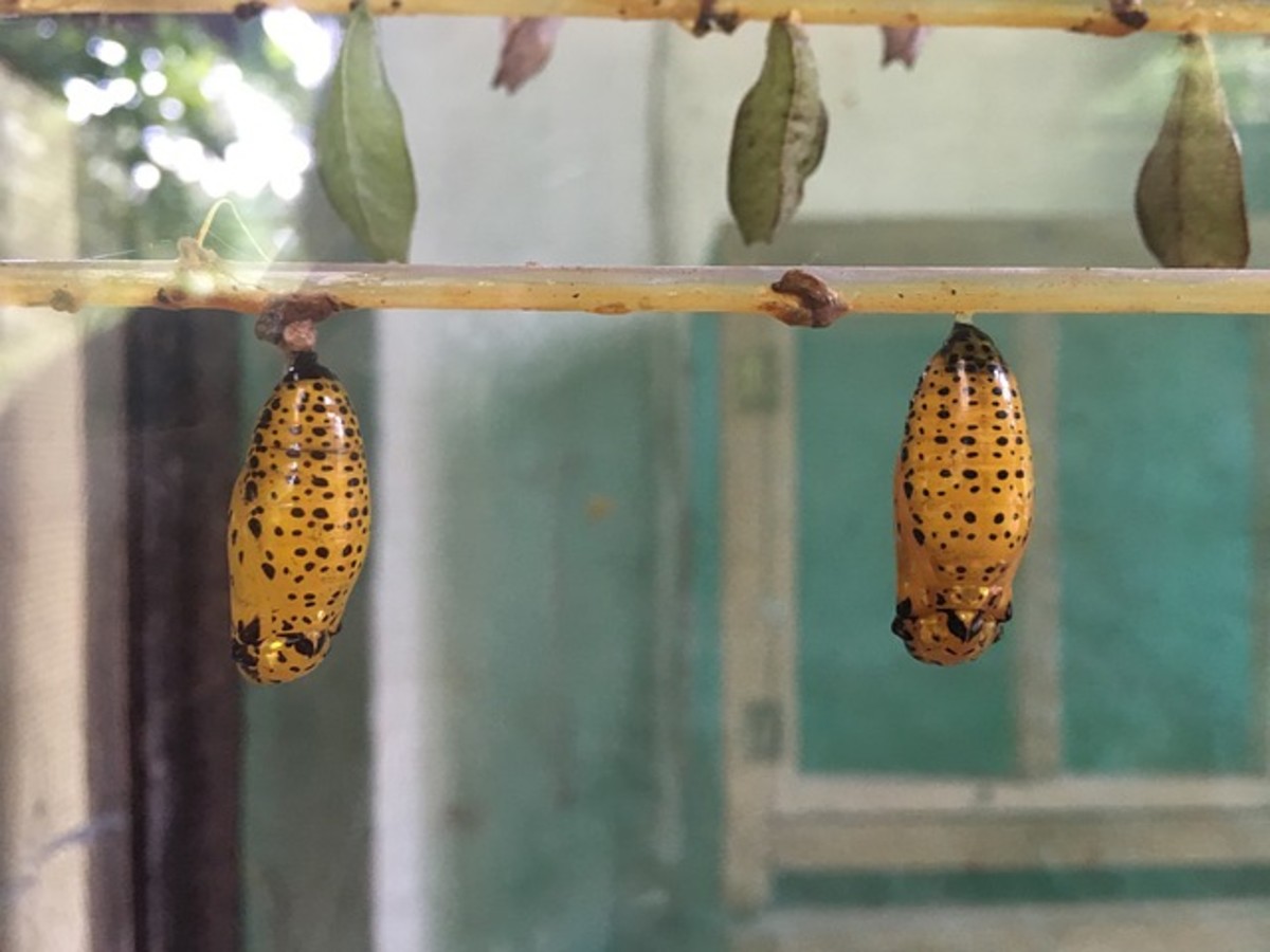 If Kakuna was real, then it would possibly look like these cocoons.