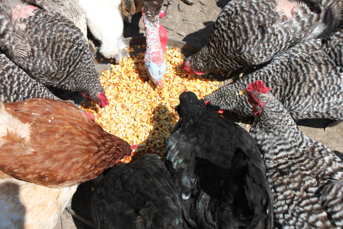Feeding fermented feed in a shallow pan or trough will allow birds to make use of the probiotic-rich water that comes with it.