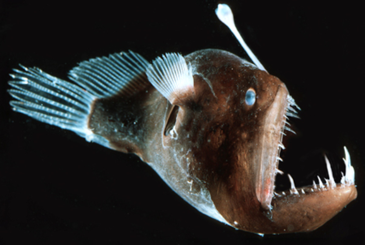 Deep sea Angler fish exhibiting bioluminescence