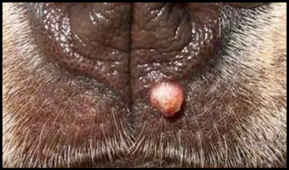 Dog warts, also known as "canine papillomas" can grow anywhere on your dog's body. 