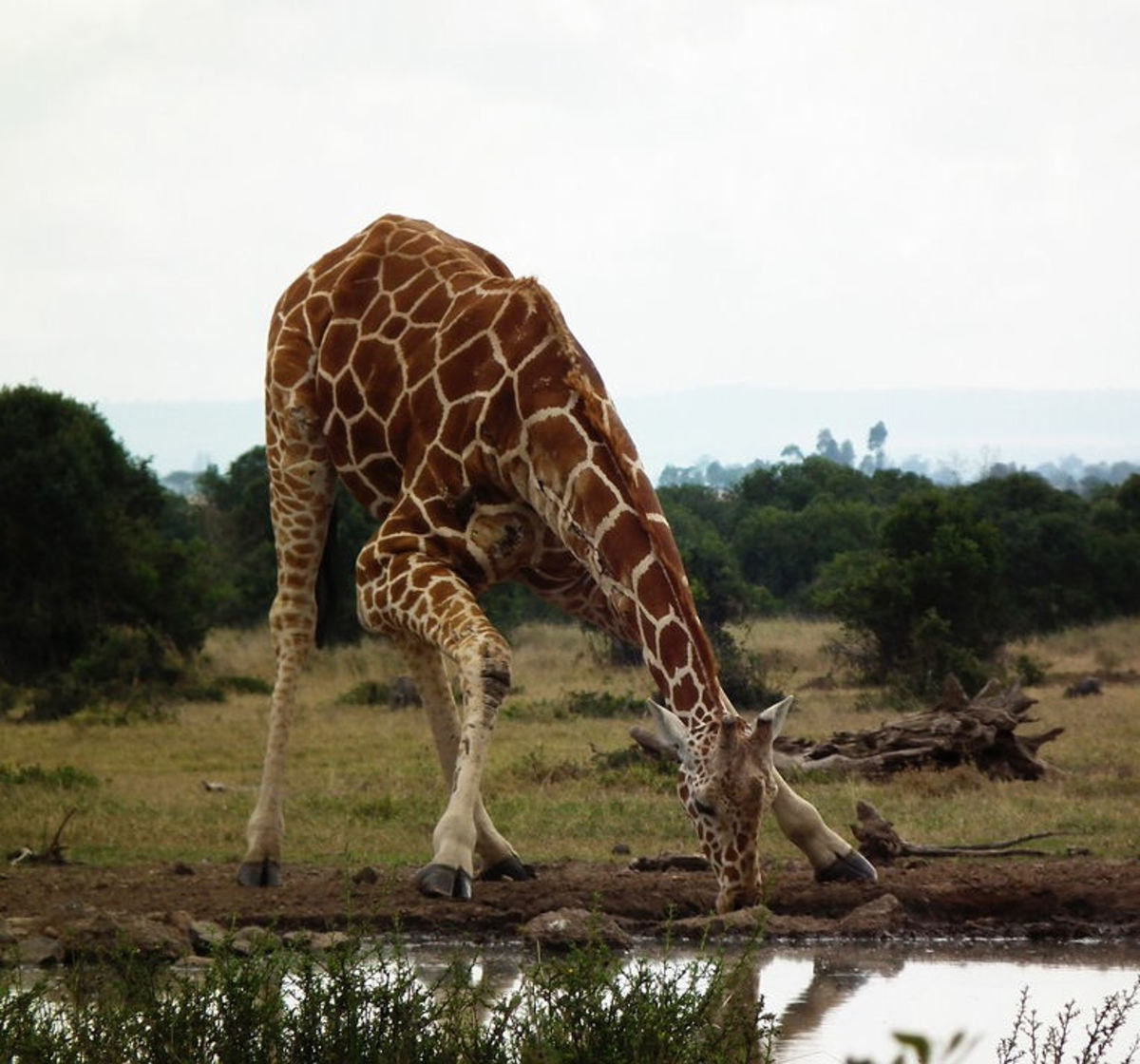 Adult giraffe drinking