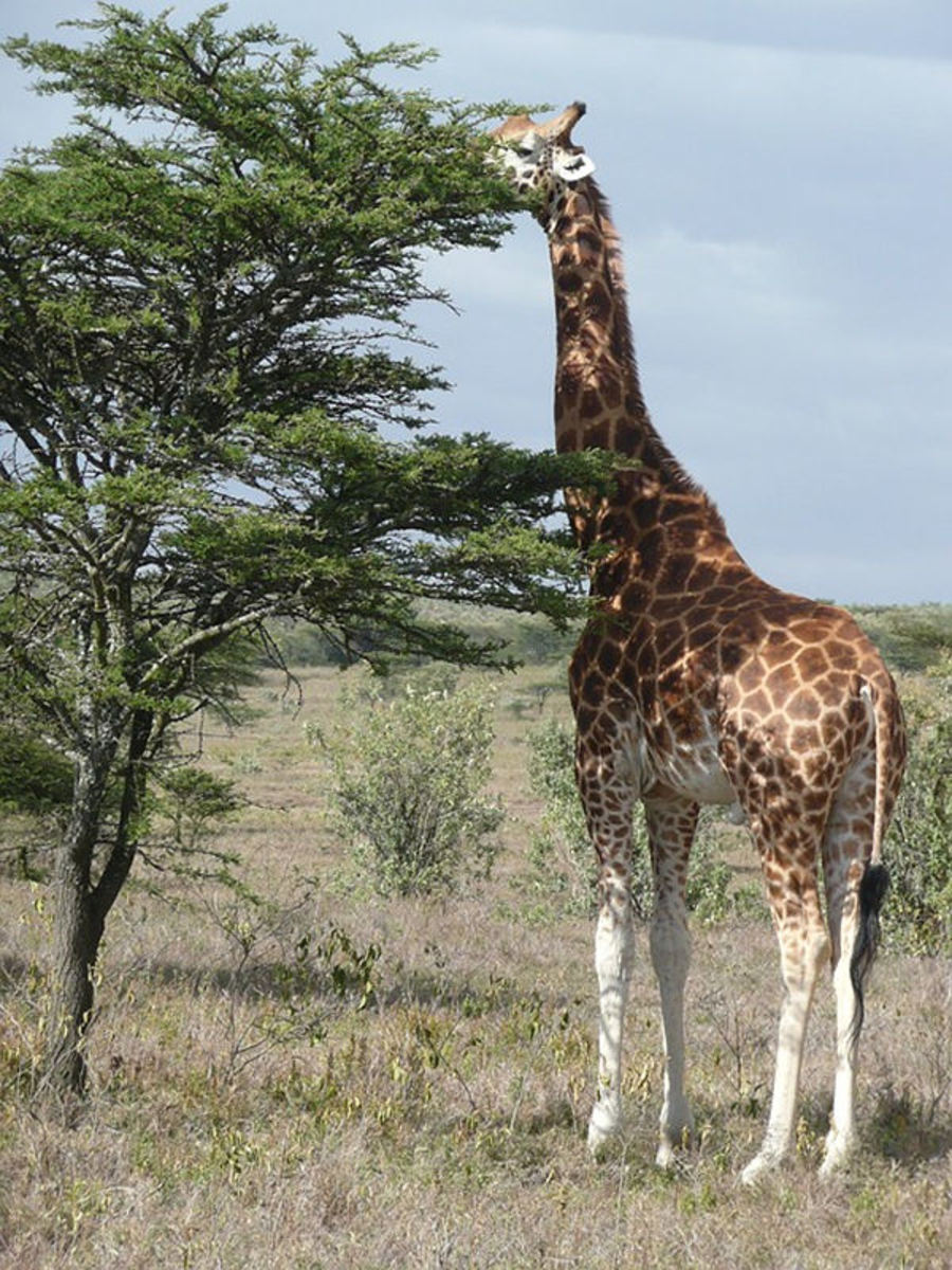 Giraffe eating Acacia tree leaves