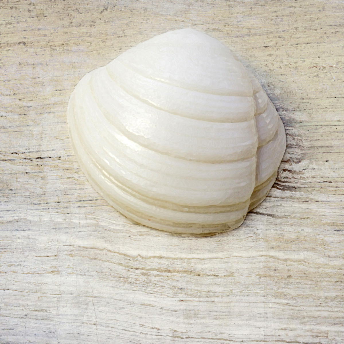 Pennsylvania Lucine Seashell (Linga, pennsylvanica)