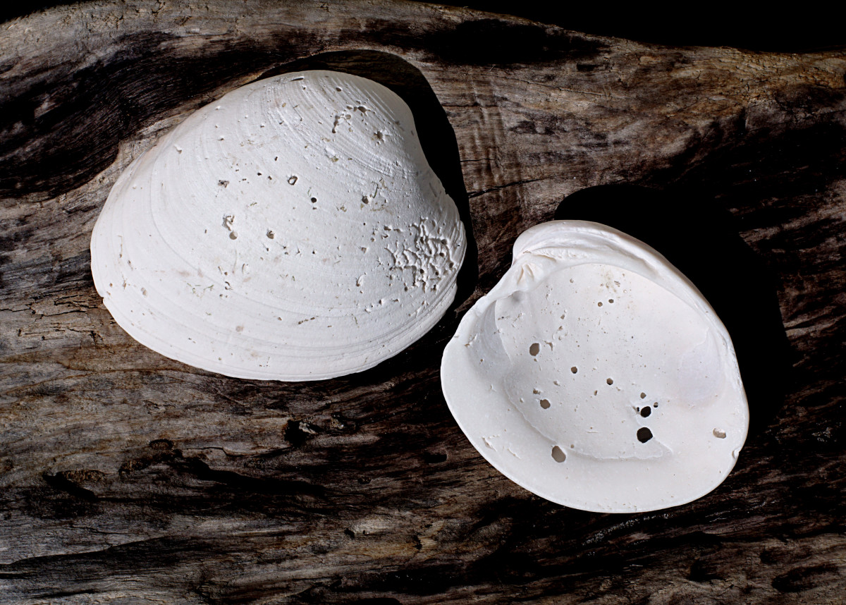 Curious Collectors of Clam Shells; Identification and Interesting Facts