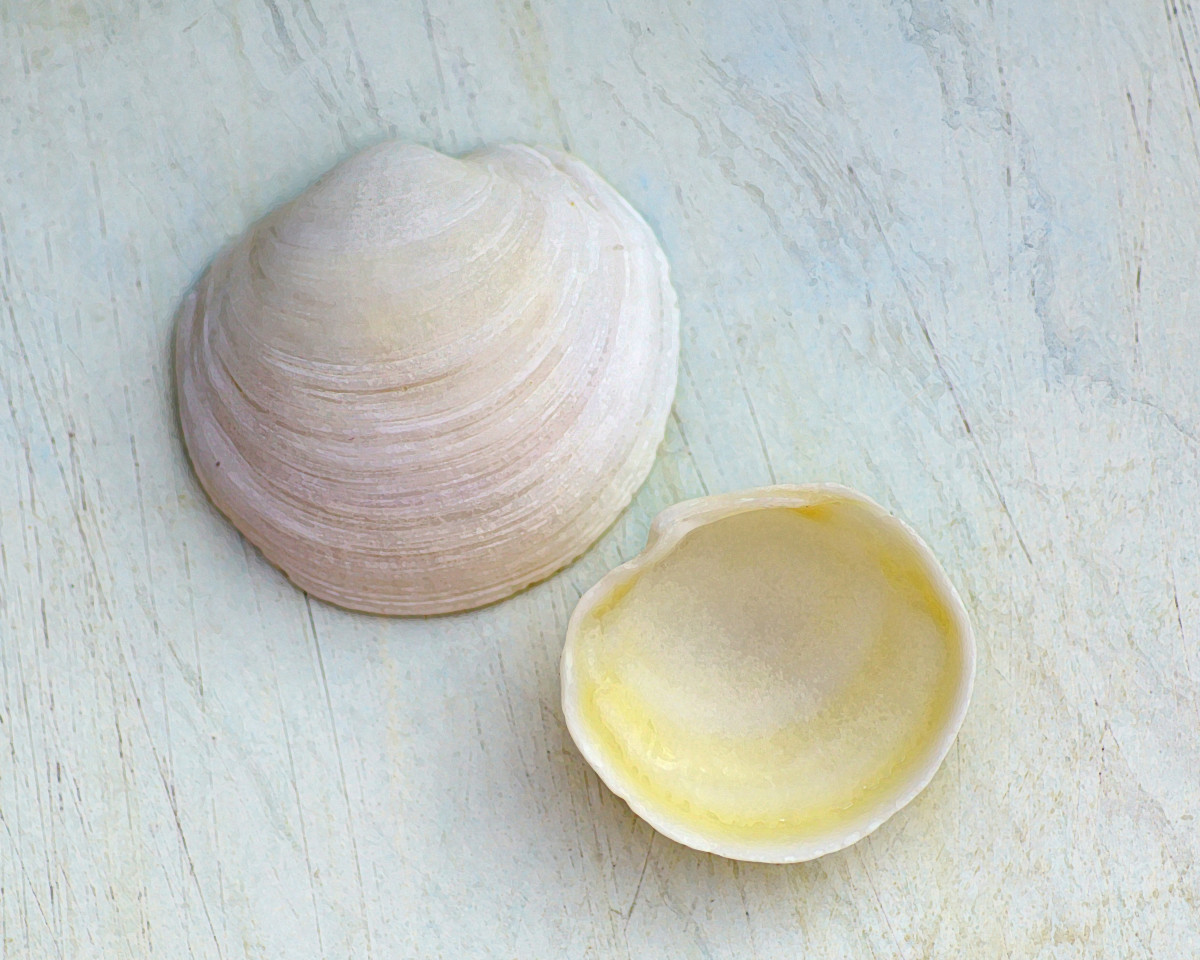 Buttercup Lucine Seashells (Anodontia, alba)