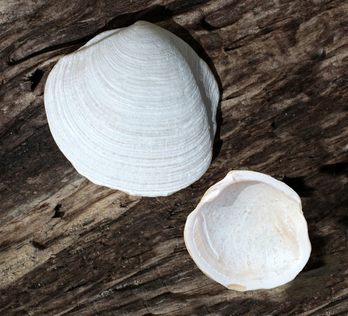 Chalky Buttercup Lucine Seashells (Anodonitia, philipiana)