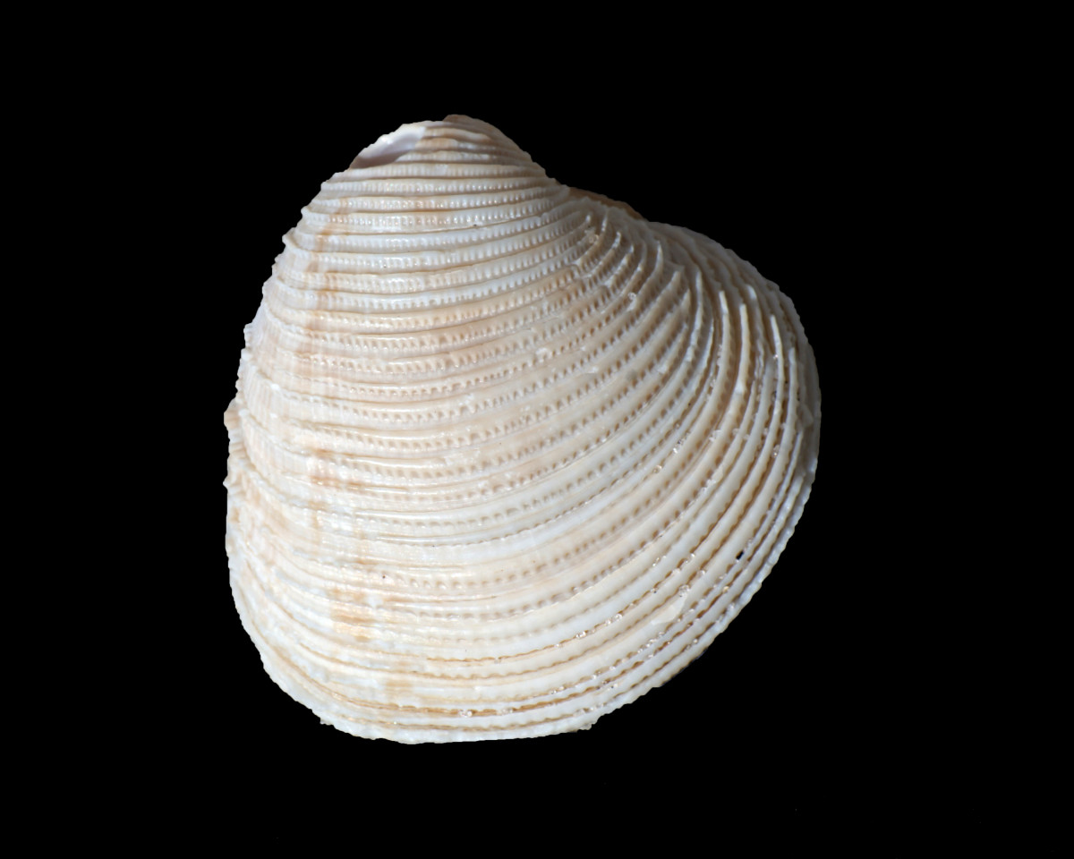 Lady-in-Waiting Venus Clam Seashell  (Puberella, intapurpurea)