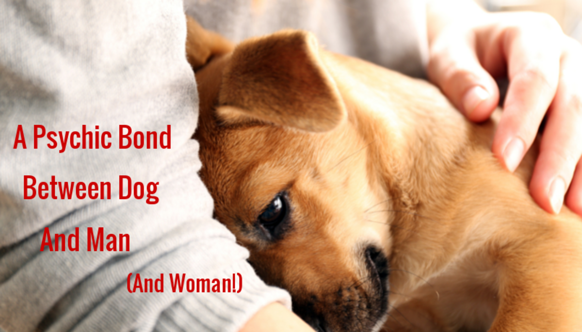 Psychic animal bonds