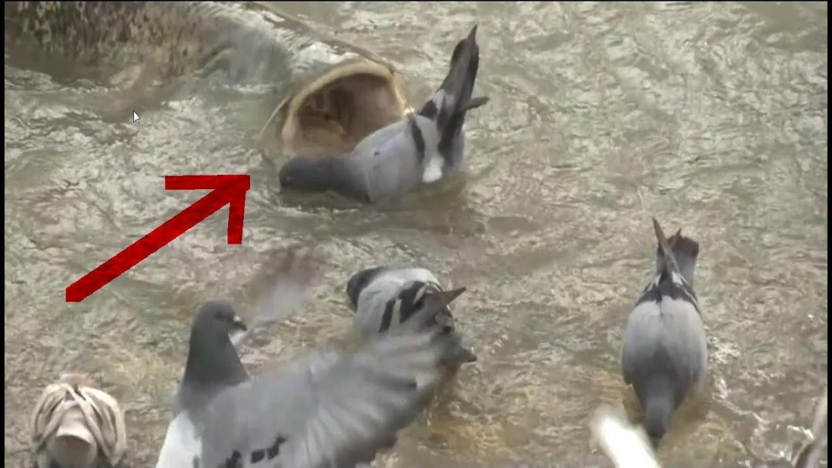A catfish sneaks up on an unsuspecting pigeon. 