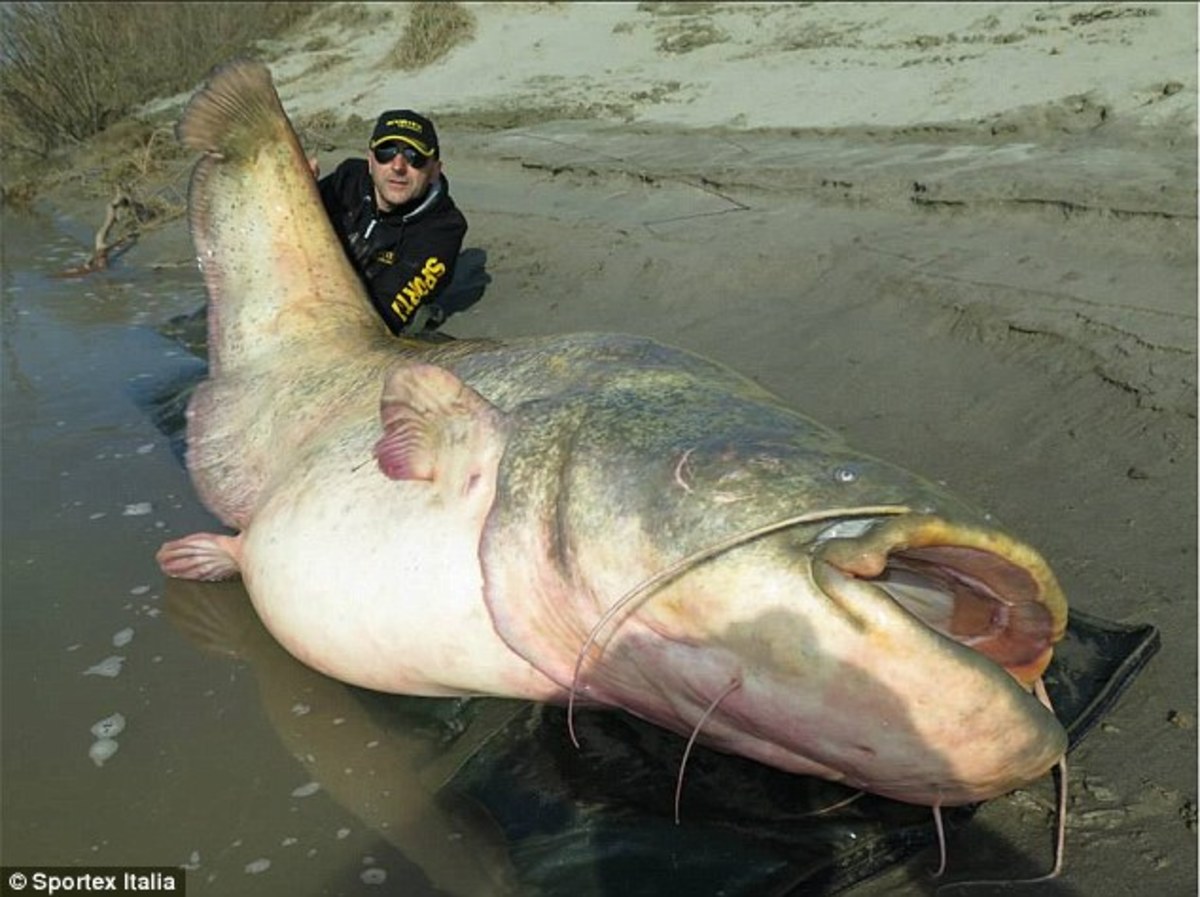 One of the giant catfish caught by a fisherman.