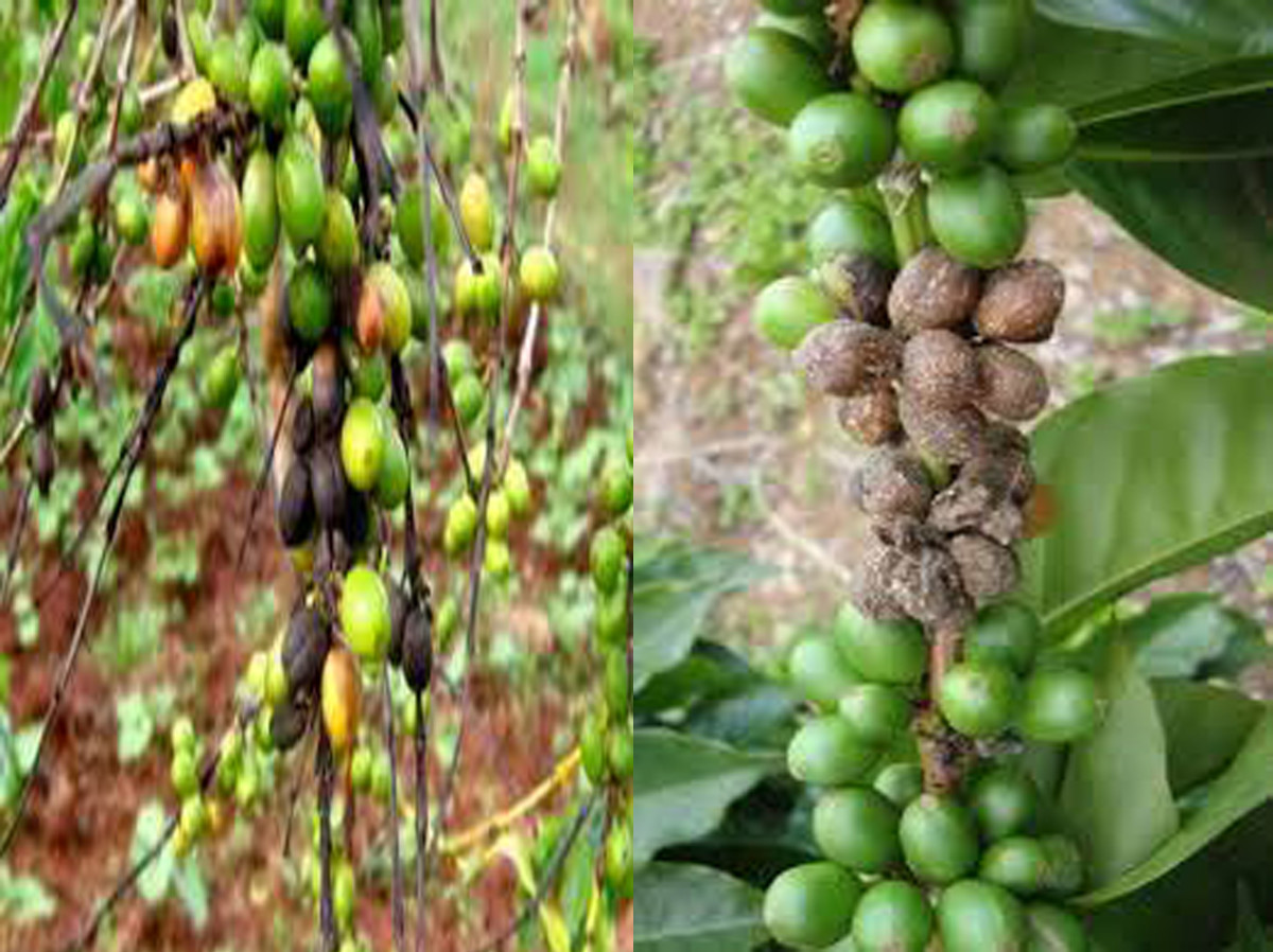 Compendium of Diseases of Crops Coffee HubPages