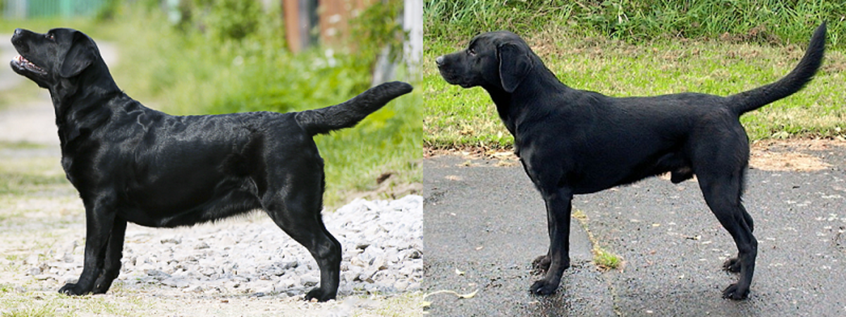 Show vs working Labrador retriever. Note that the show dog is female while the working dog is male, meaning the difference would be even greater if the two dogs were of the same sex.