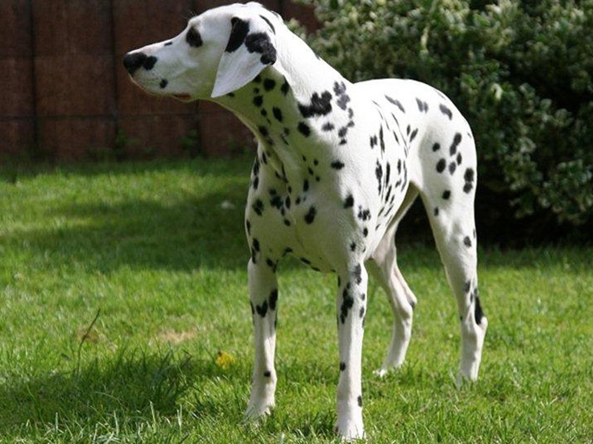 A LUA dalmatian with 0.001% pointer blood.