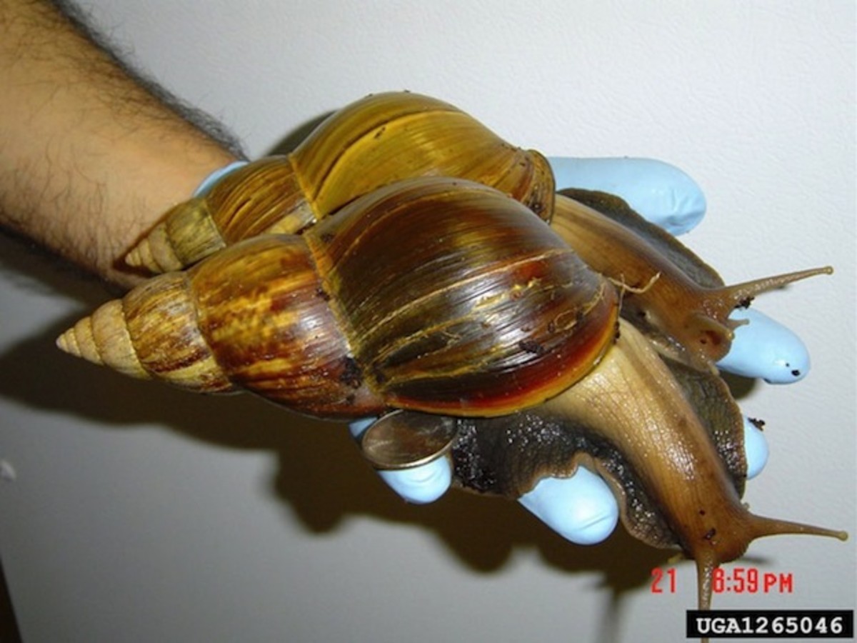 The Giant African Land Snail is native to East Africa but has migrated to various parts of the world through various means.