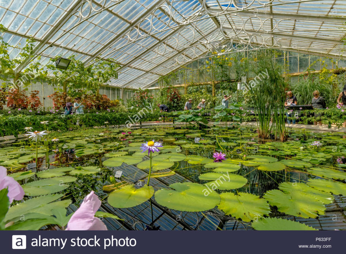 The Waterlily House at Kew--conditions are deliberately kept hot and humid here