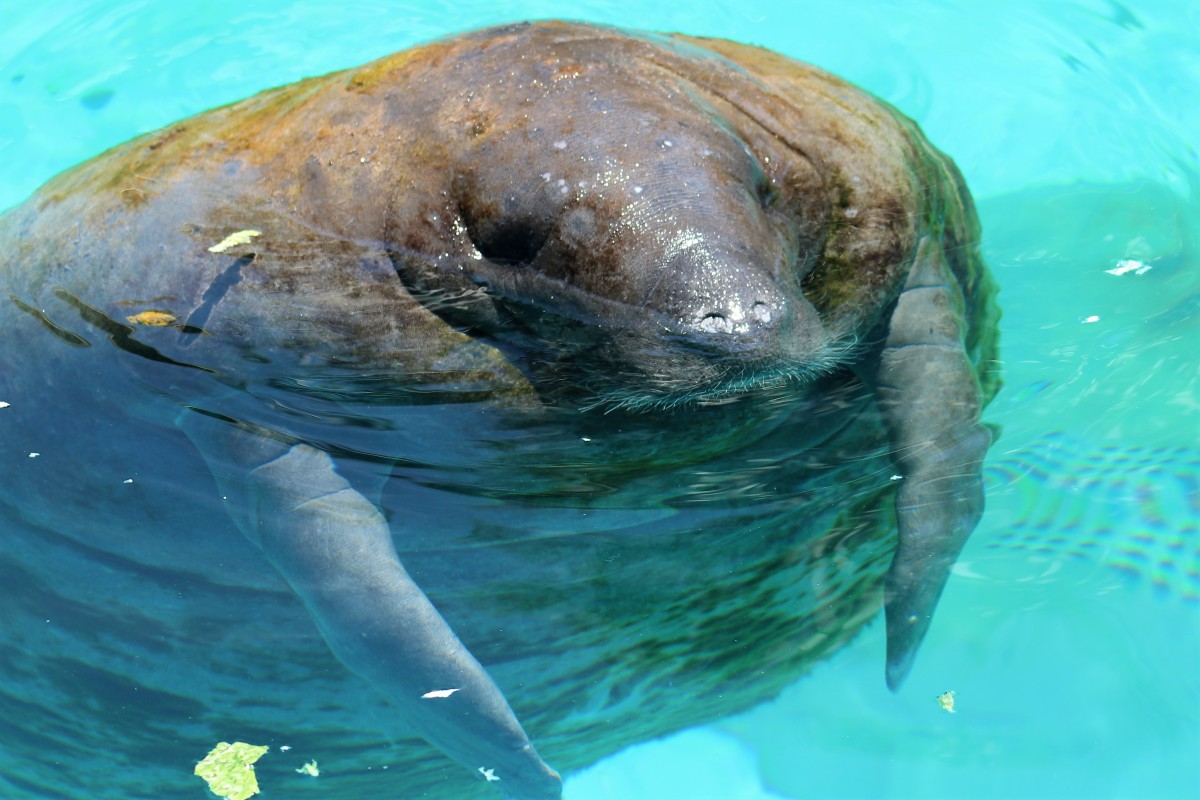 the-florida-manateefacts-and-legends