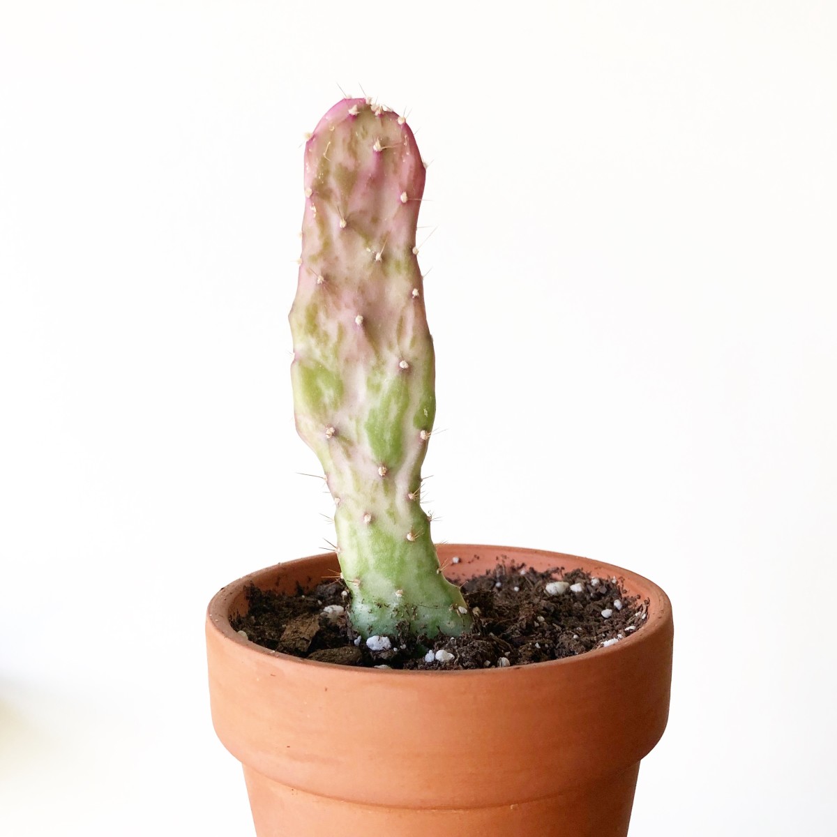 how-to-cure-your-black-thumb