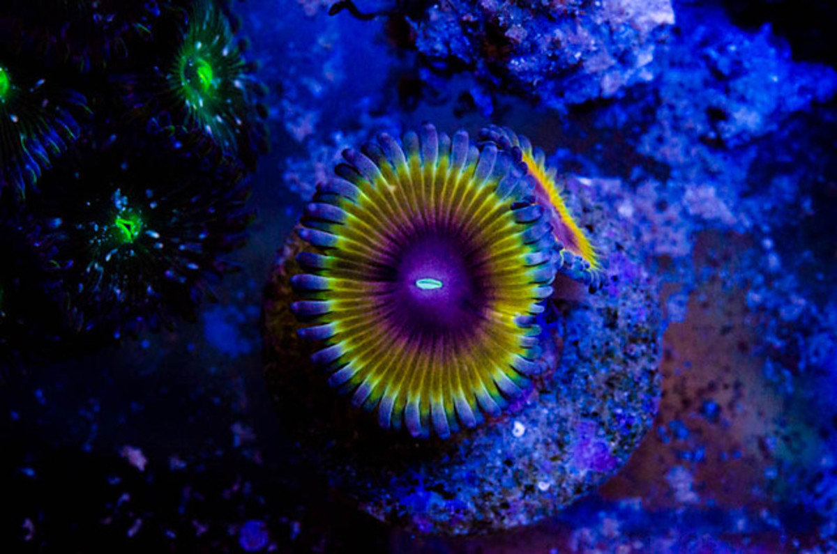 zoanthid-soft-corals-colorful-and-easy-to-keep