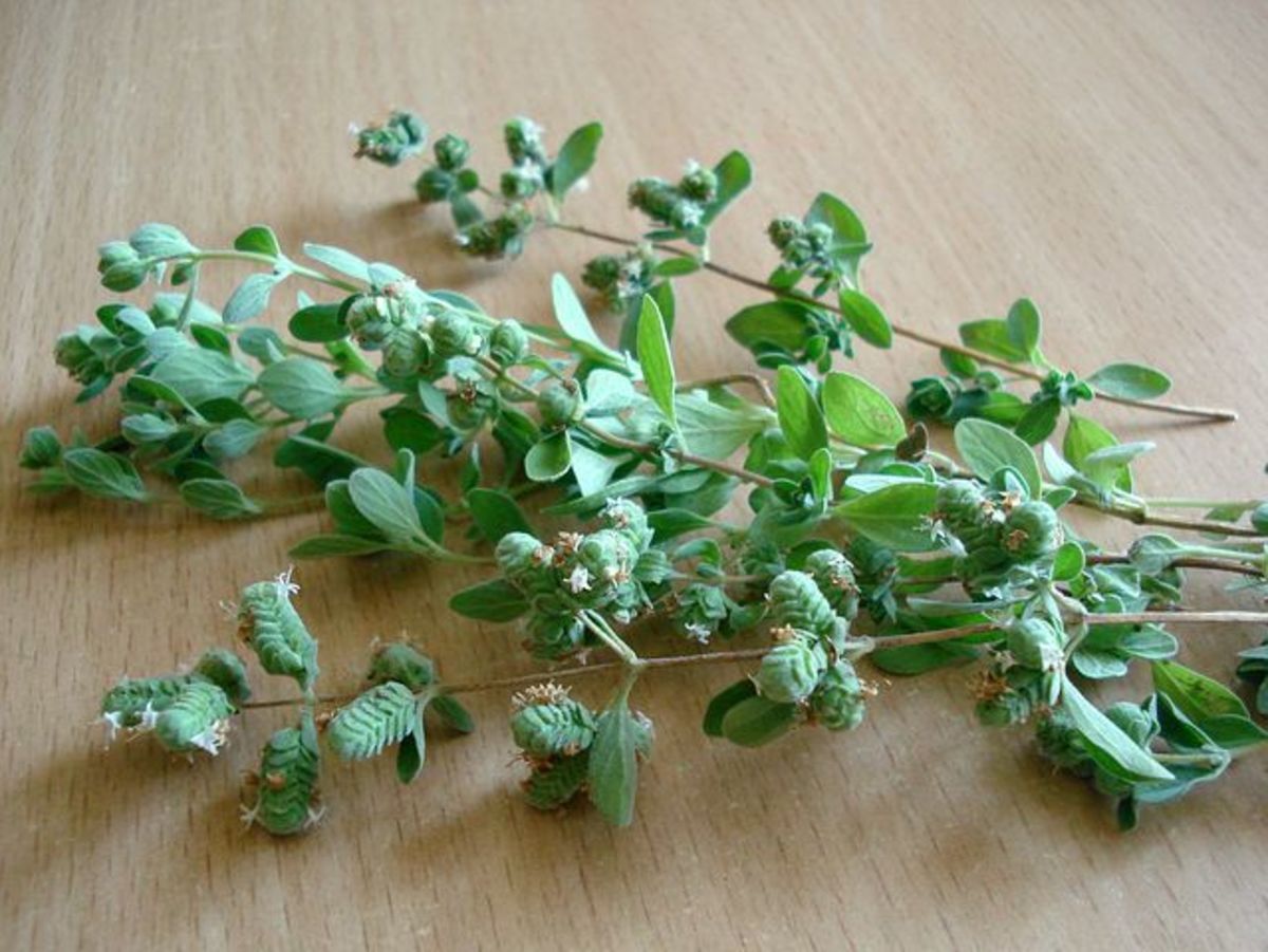 oregano-oil-health-benefits-uses-and-side-effects
