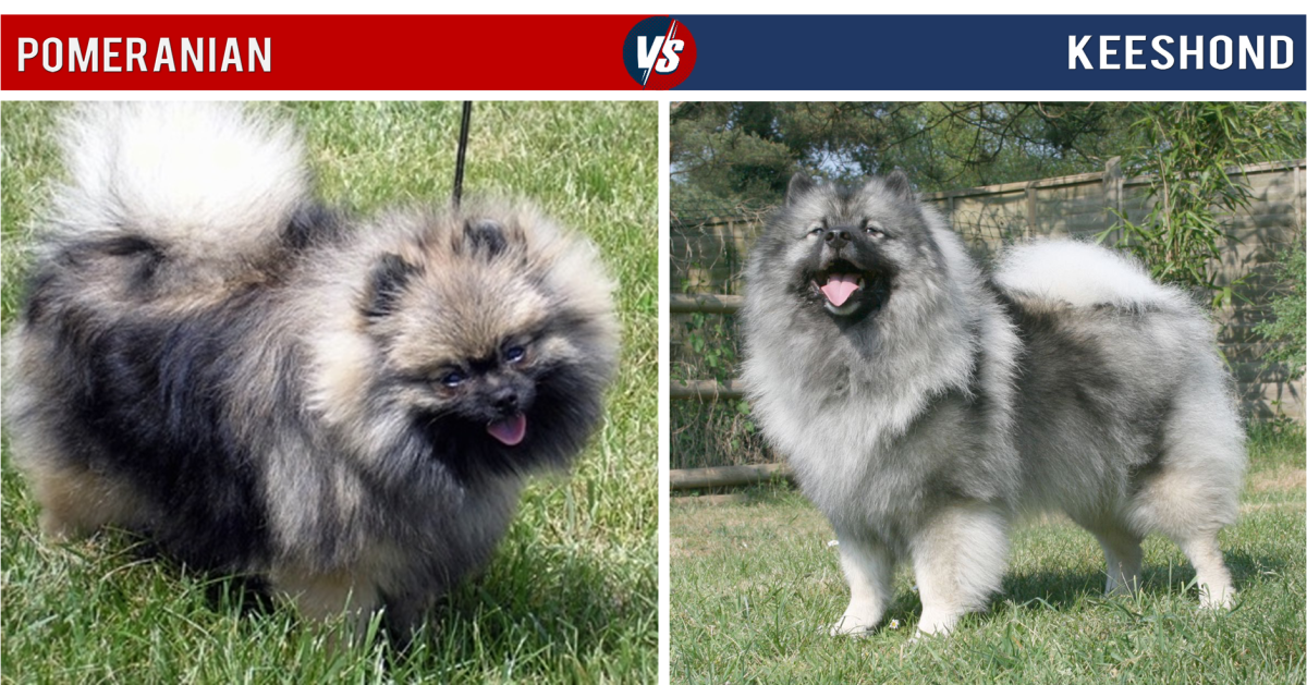 The Pomeranian and Keeshond have several visual similarities, especially if the Pomeranian has a gray coat. Note that the Keeshond is substantially larger than the Pomeranian, though.