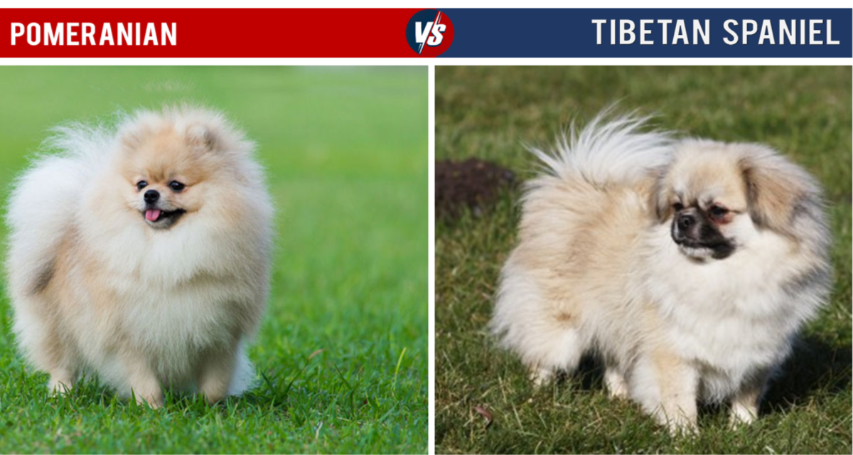 11 Dog Breeds That Look Like Pomeranians PetHelpful
