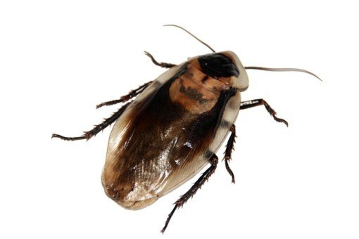 proven-ways-to-prevent-cockroach-infestations-in-your-home
