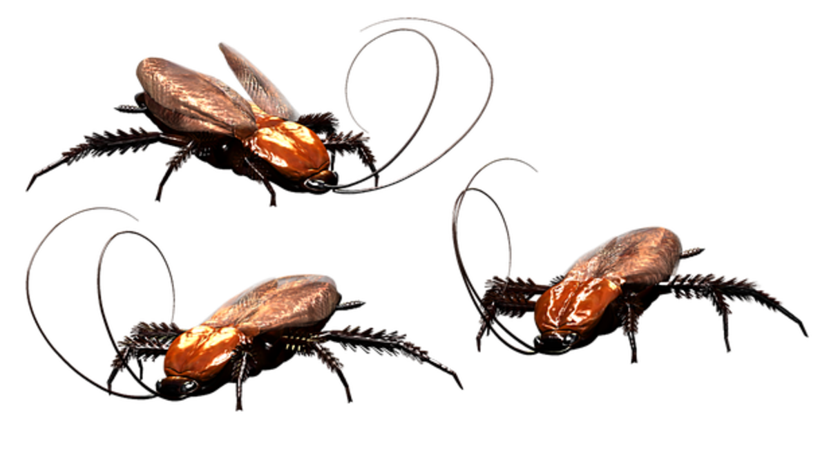 Proven Ways of Preventing Cockroach Infestations in Your Home