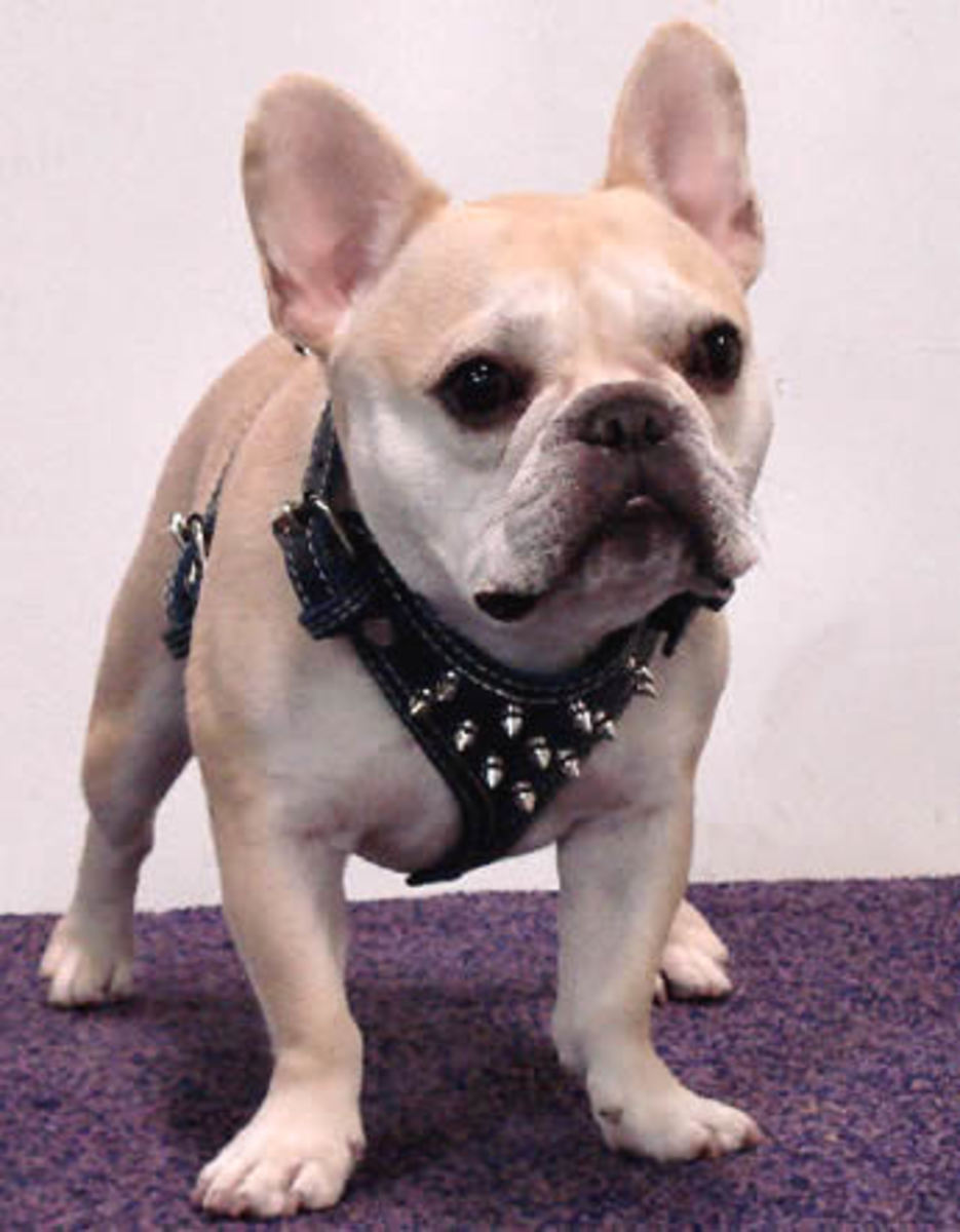 Teddy (French Bulldog) in the Spiked Leather Harness. 