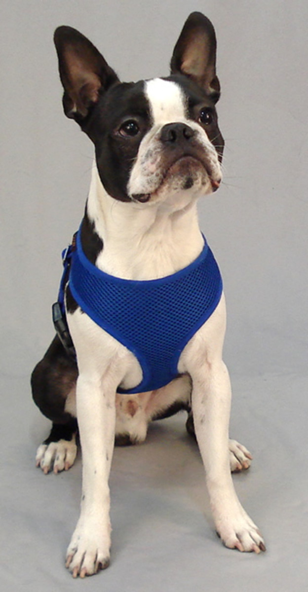 Booker (Boston Terrier) in the Freedom Harness