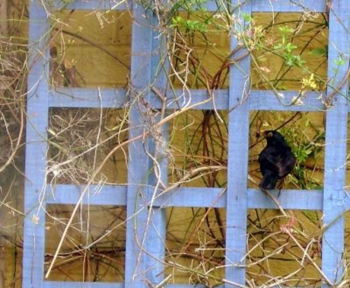 Our Nesting Blackbirds Life Of A Blackbird Nest - HubPages