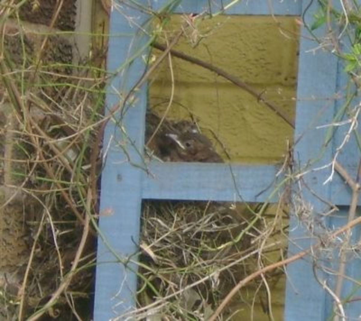 Our Nesting Blackbirds Life Of A Blackbird Nest HubPages