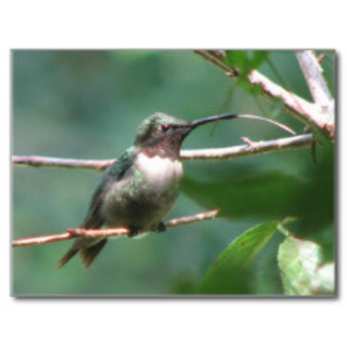 naturally_native_hummingbird_gardening