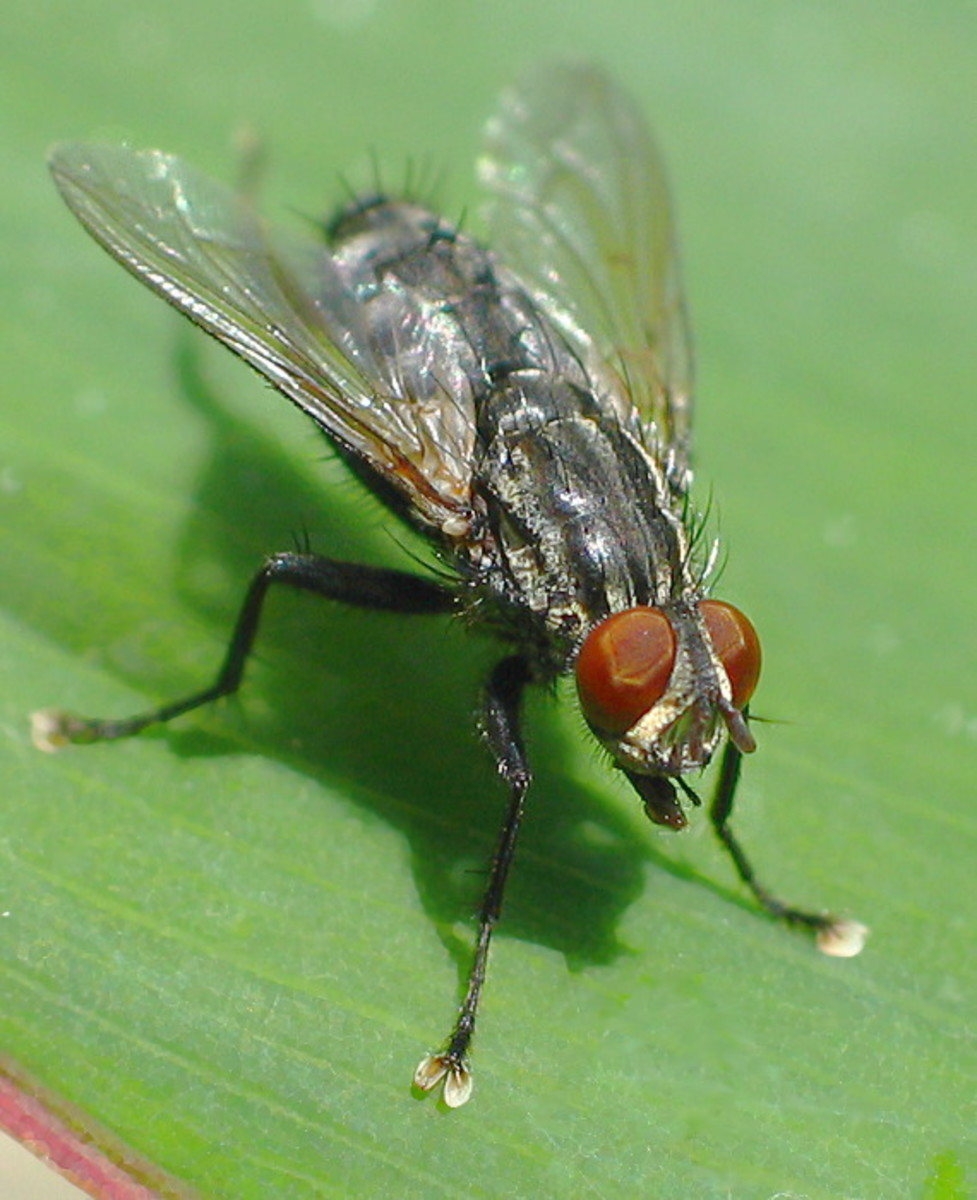 Old black fly