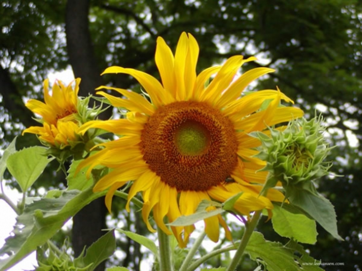 Giant sunflower photo by Lee Hansen