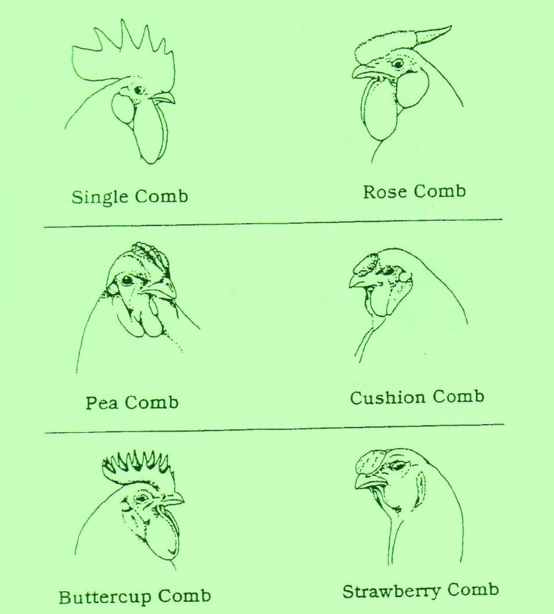 Chart of different kinds of rooster combs