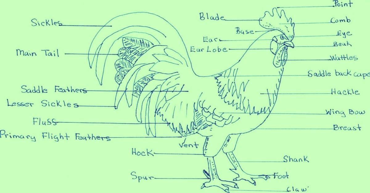 Diagram of rooster parts