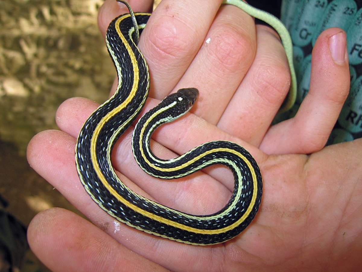 A colorful western ribbon snake 