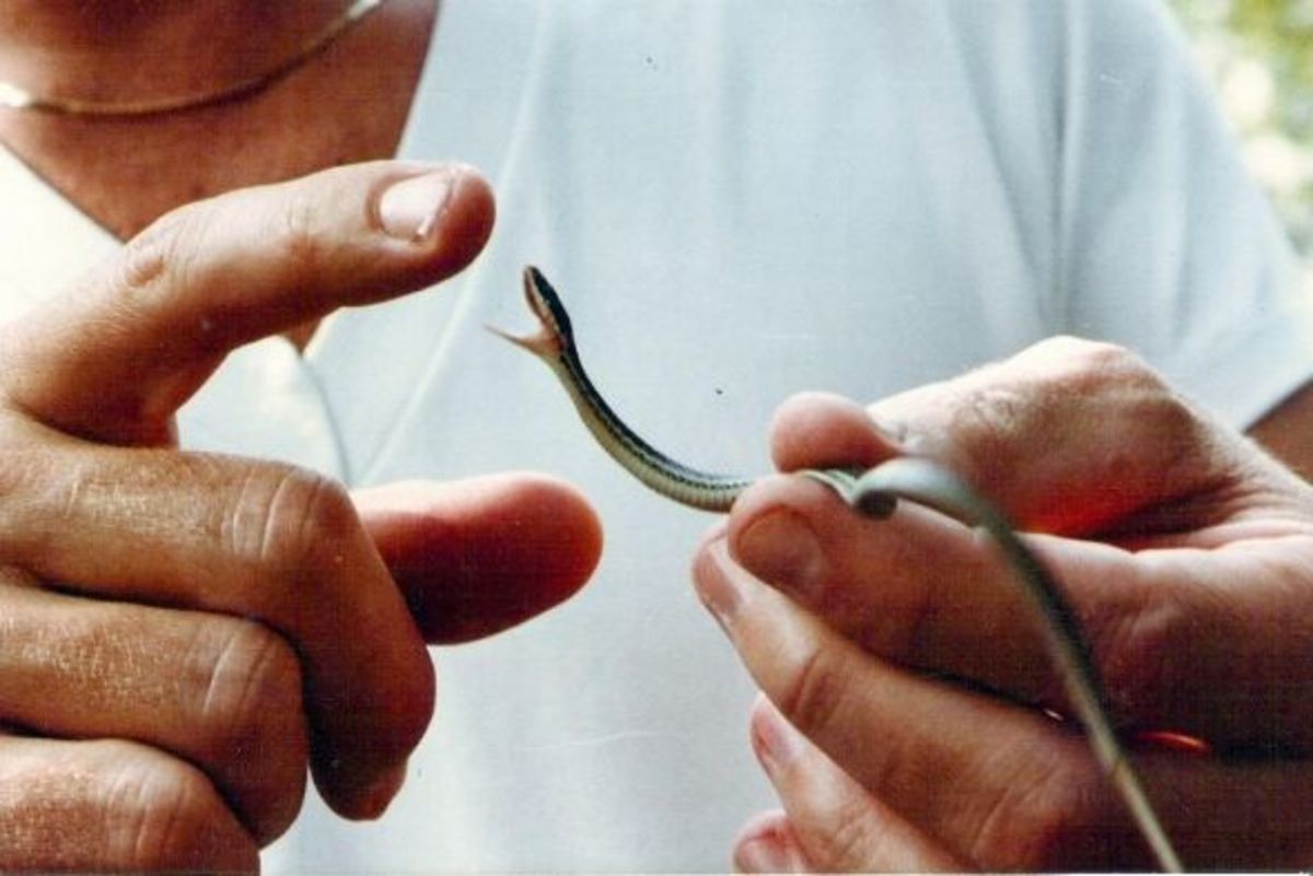 Young ribbon snake in SE Louisiana. This baby ribbon snake was unusually peckish.