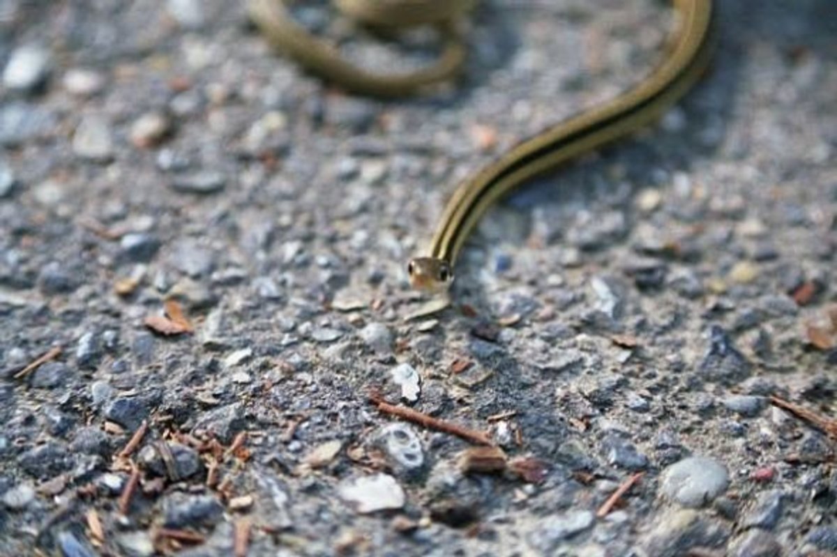 Face to face with a very young ribbon snake.