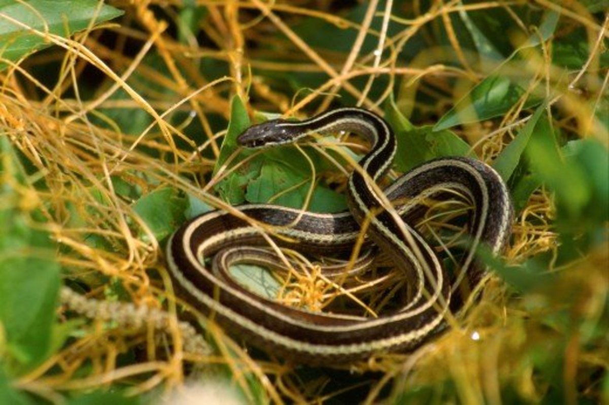 Eastern Ribbon Snake (Thamnophis sauritus) 