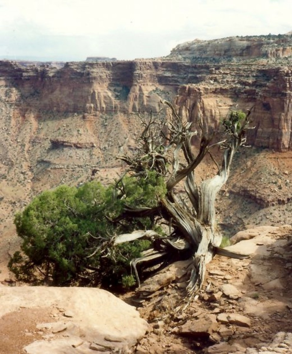 canyonlands-national-park---scenic-tours-day-trip-with-photos