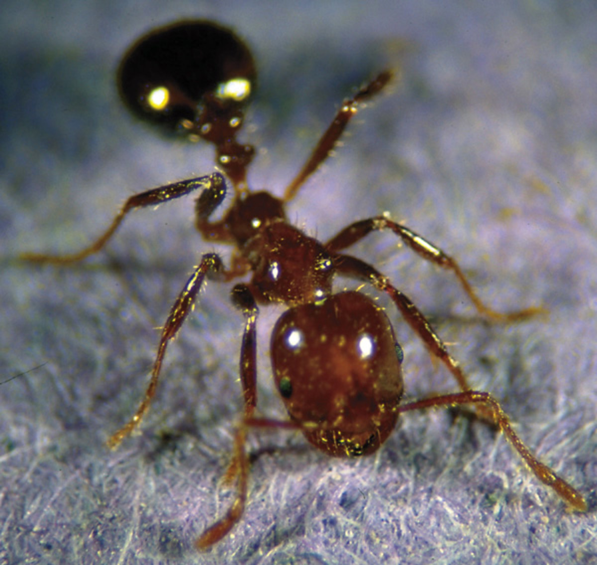 fire-ants-and-how-to-declare-war-on-them