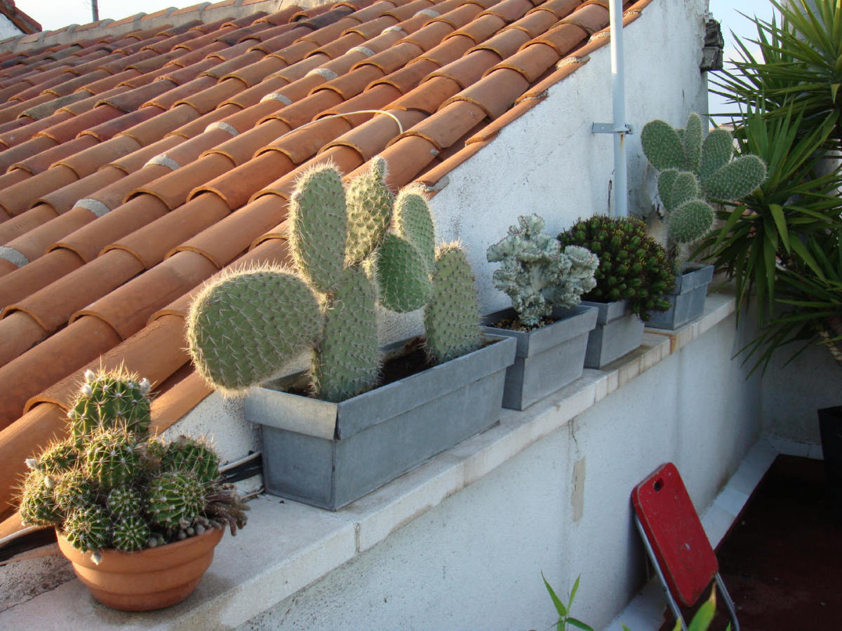 Part of the cactus collection, we have around 30 cacti.  The strange one in the middle has grown to double that size since last season. It's the only one that spends the winter indoors, we take it down early autumn, because it's a VERY rare variety.