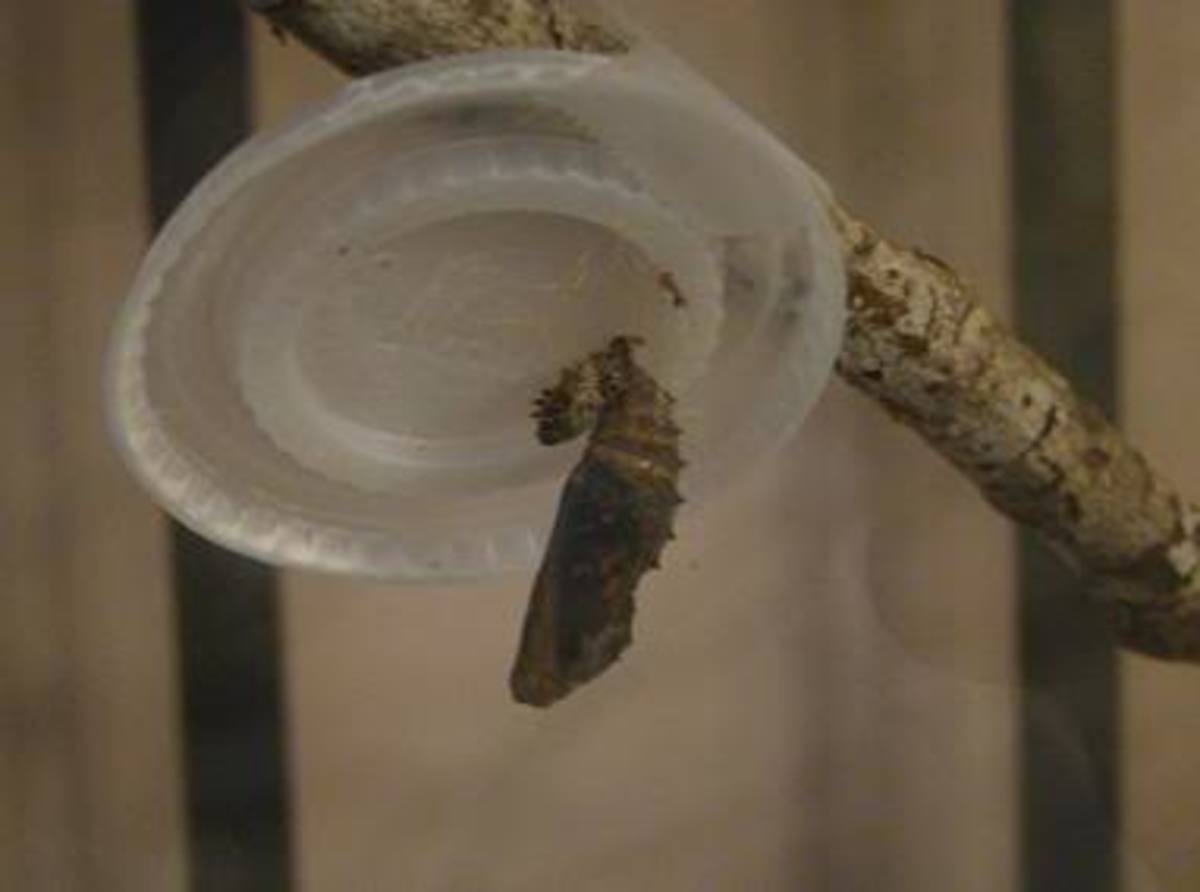 This photo shows you a chrysalis that is almost ready to split open so a butterfly can emerge.