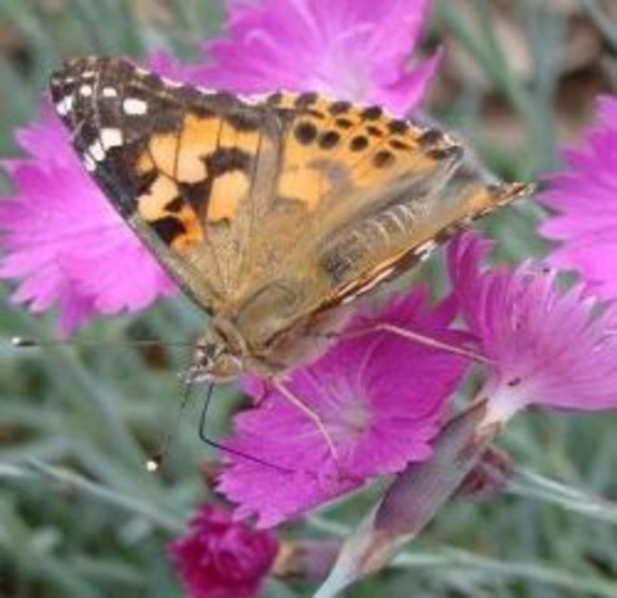painted-lady-butterflies