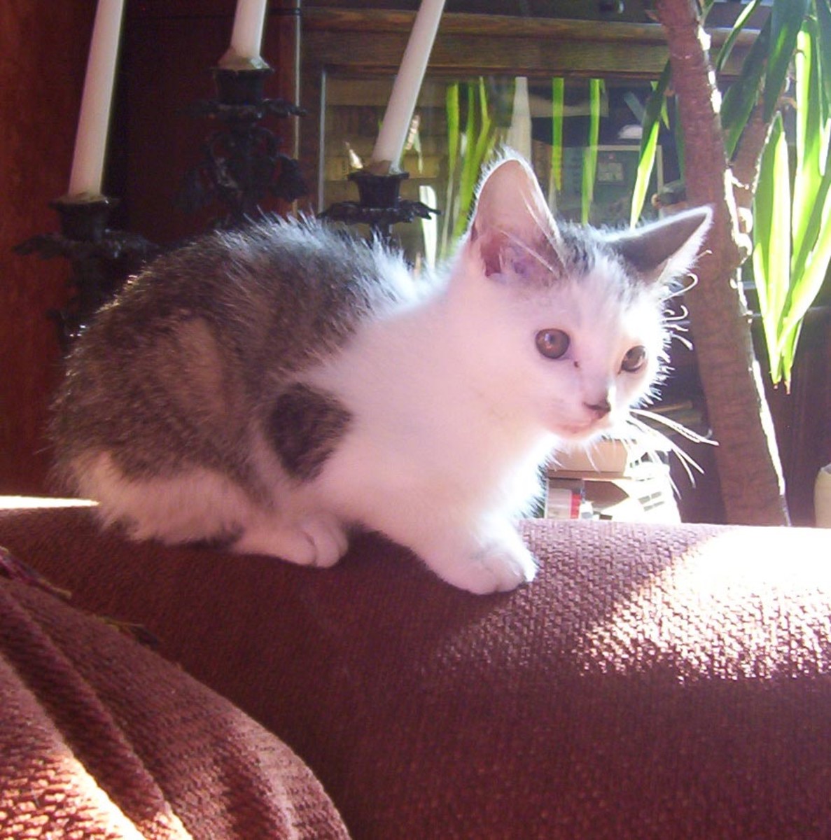 Kittens - Help, I Found a Kitten, What Should I Do - HubPages