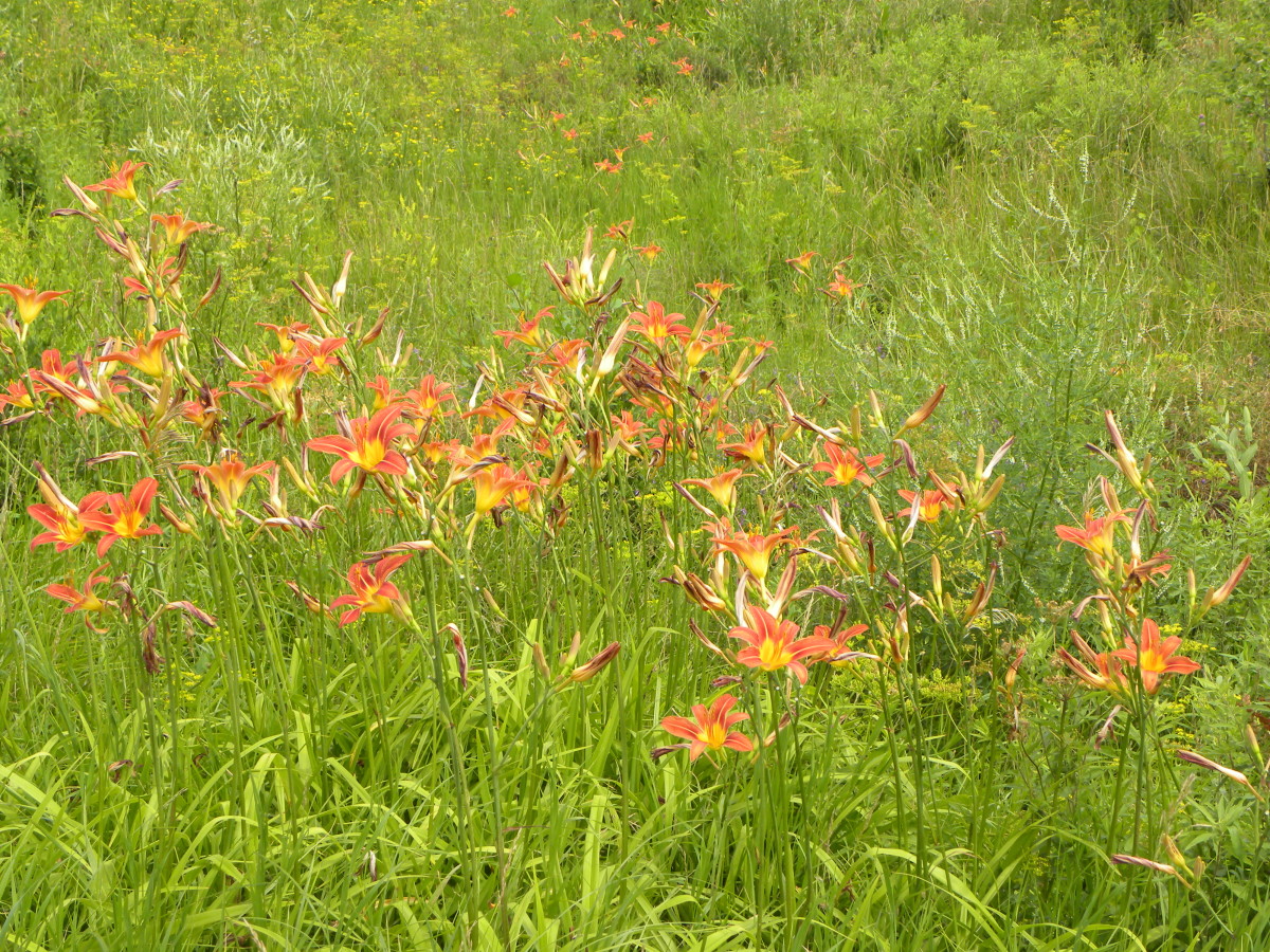 roadside-prairies-flowers-or-weeds