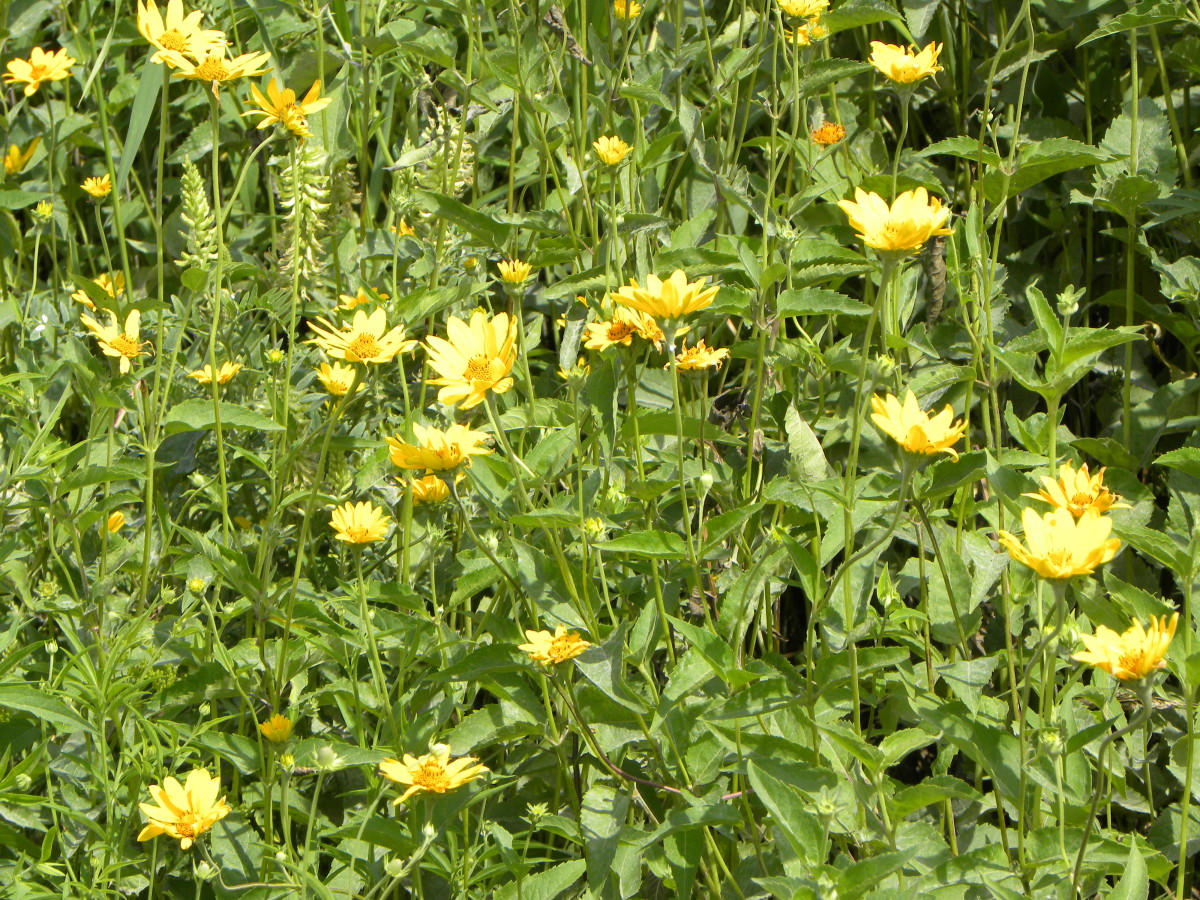 roadside-prairies-flowers-or-weeds