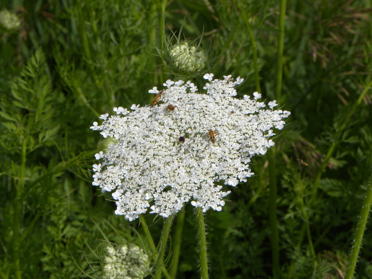 Roadside Prairies in Iowa: Flowers or Weeds? - HubPages