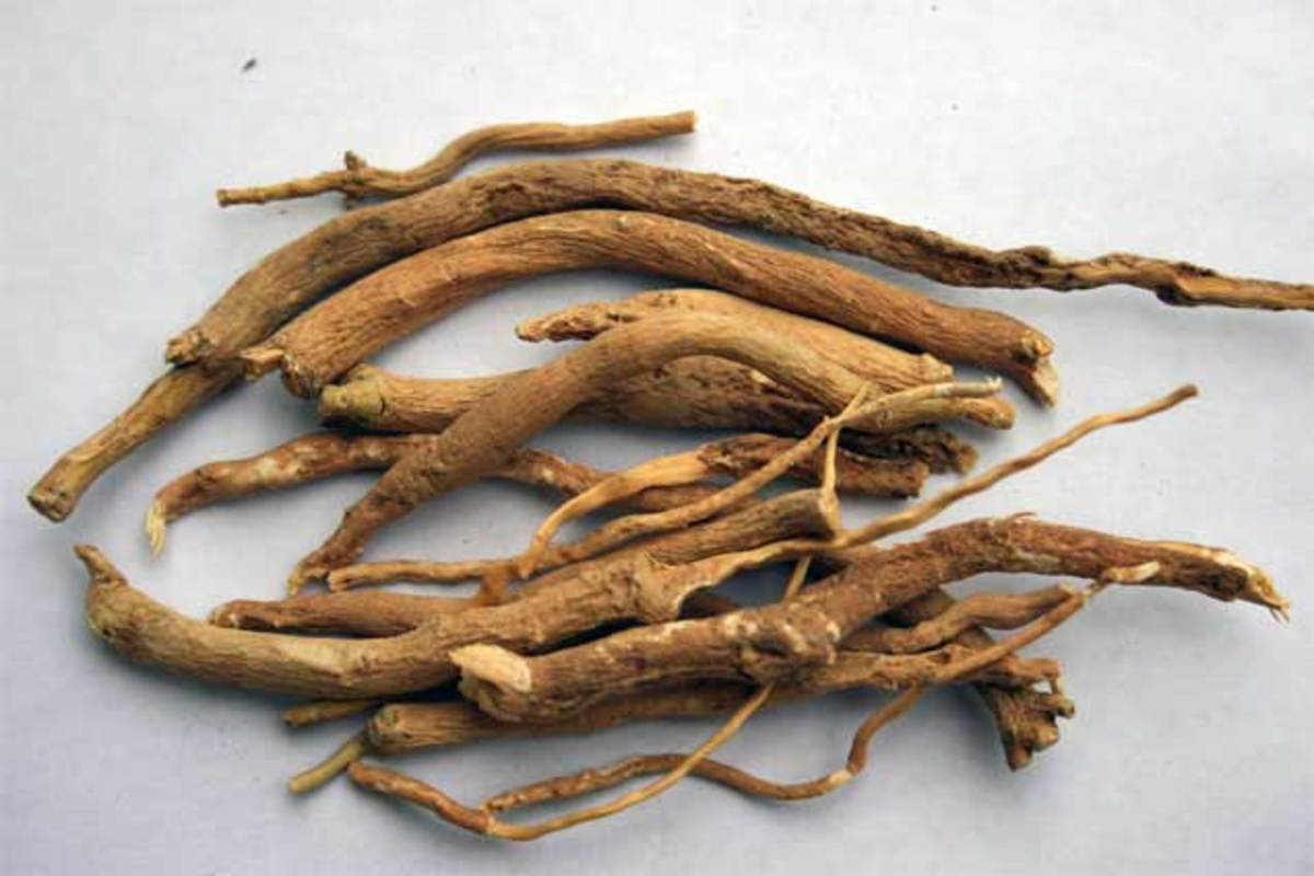 Ashwagandha herbs